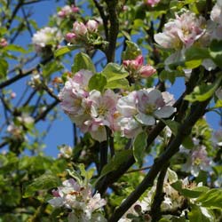 Pommier sauvage / Malus communis, Malus sylvestris